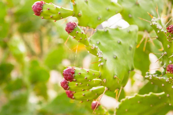 Çiçekli kaktüs Park yaz çiçek yatakta