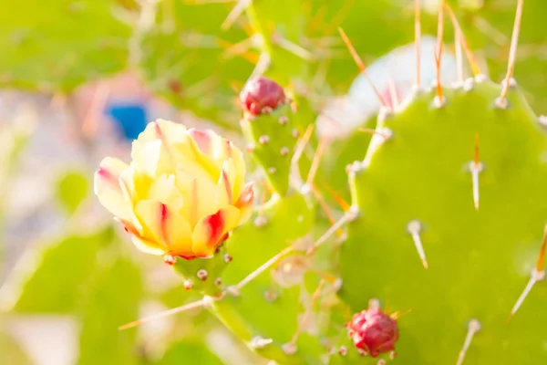Çiçekli kaktüs Park yaz çiçek yatakta — Stok fotoğraf
