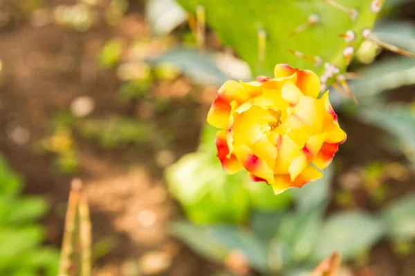 公園の夏の花のベッドの中のサボテンの開花 — ストック写真