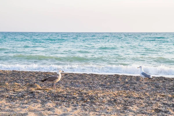 Kuş Albatross gün batımında yazları kum plajındaki