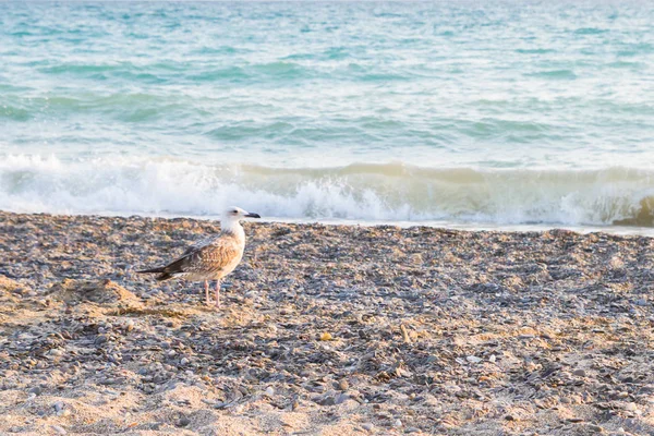 Kuş Albatross gün batımında yazları kum plajındaki