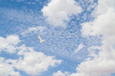 Kuş Albatros beyaz bulutlar ile mavi gökyüzünde uçuyor