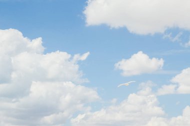 Kuş Albatros beyaz bulutlar ile mavi gökyüzünde uçuyor