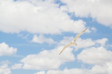 Kuş Albatros beyaz bulutlar ile mavi gökyüzünde uçuyor
