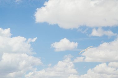 Kuş Albatros beyaz bulutlar ile mavi gökyüzünde uçuyor
