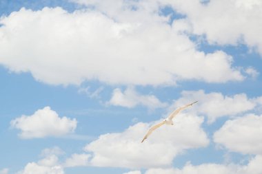 Kuş Albatros beyaz bulutlar ile mavi gökyüzünde uçuyor