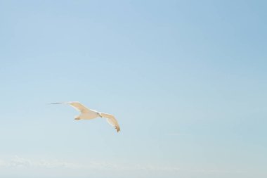 Kuş Albatros beyaz bulutlar ile mavi gökyüzünde uçuyor