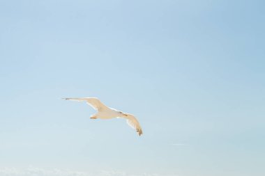 Kuş Albatros beyaz bulutlar ile mavi gökyüzünde uçuyor