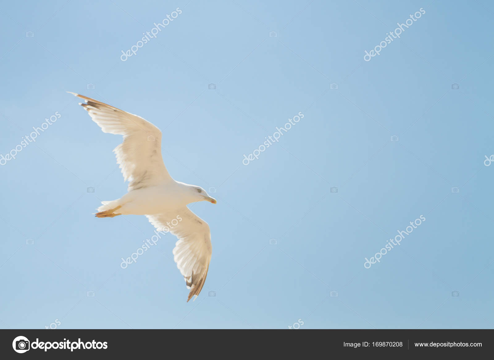 Albatros De Loiseau Vole Dans Le Ciel Bleu Avec Des Nuages