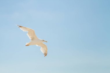 Kuş Albatros beyaz bulutlar ile mavi gökyüzünde uçuyor