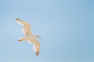 Kuş Albatros beyaz bulutlar ile mavi gökyüzünde uçuyor