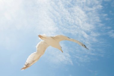 Kuş Albatros beyaz bulutlar ile mavi gökyüzünde uçuyor