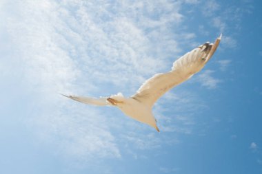 Kuş Albatros beyaz bulutlar ile mavi gökyüzünde uçuyor