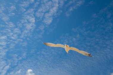 Kuş Albatros beyaz bulutlar ile mavi gökyüzünde uçuyor