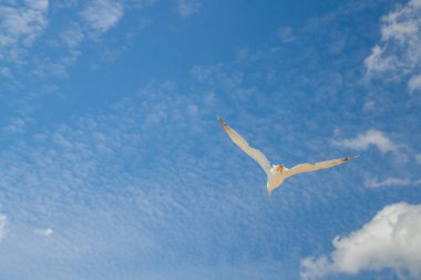 Kuş Albatros beyaz bulutlar ile mavi gökyüzünde uçuyor