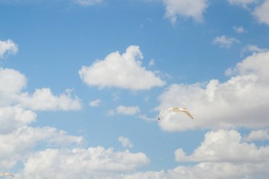 Kuş Albatros beyaz bulutlar ile mavi gökyüzünde uçuyor