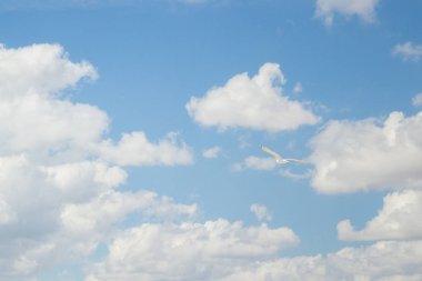 Kuş Albatros beyaz bulutlar ile mavi gökyüzünde uçuyor