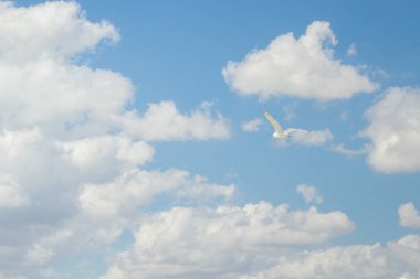 Kuş Albatros beyaz bulutlar ile mavi gökyüzünde uçuyor