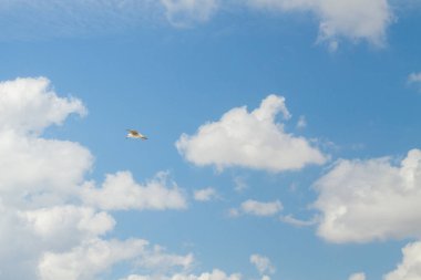 Kuş Albatros beyaz bulutlar ile mavi gökyüzünde uçuyor