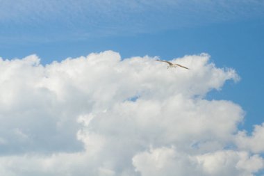 Kuş Albatros beyaz bulutlar ile mavi gökyüzünde uçuyor
