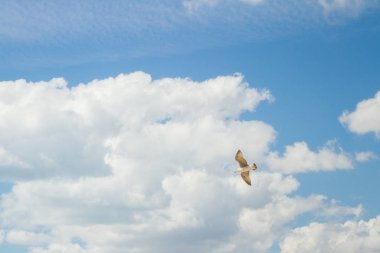 Kuş Albatros beyaz bulutlar ile mavi gökyüzünde uçuyor