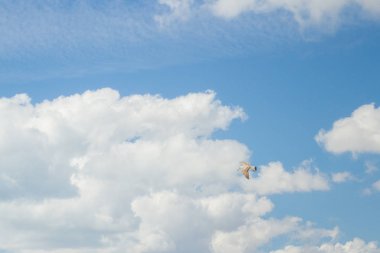 Kuş Albatros beyaz bulutlar ile mavi gökyüzünde uçuyor