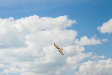 Kuş Albatros beyaz bulutlar ile mavi gökyüzünde uçuyor