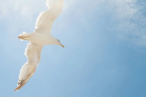 Bird Albatross is flying in the blue sky with white clouds — Stock Photo, Image