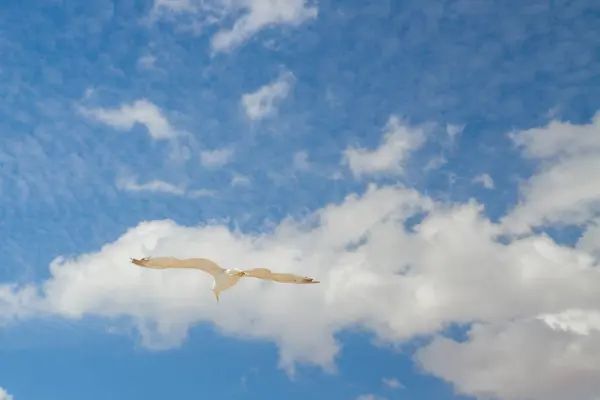 Albatros de aves vuela en el cielo azul con nubes blancas —  Fotos de Stock