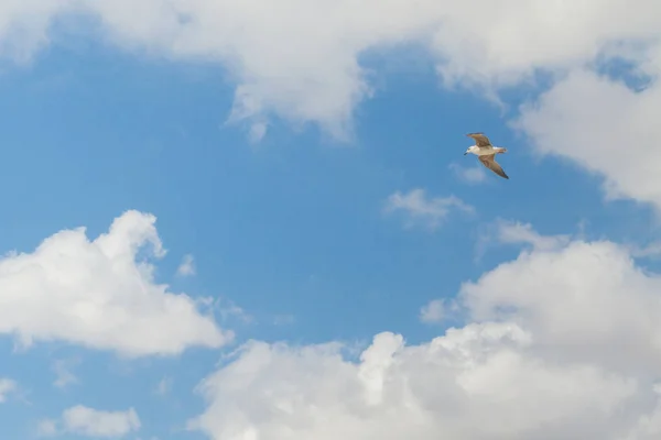 Albatros de aves vuela en el cielo azul con nubes blancas —  Fotos de Stock