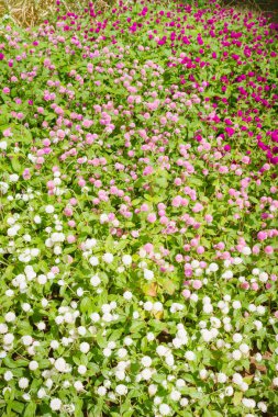 Güzel çiçekler dışında flowerbed