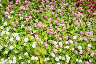 Güzel çiçekler dışında flowerbed