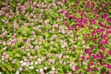 Güzel çiçekler dışında flowerbed