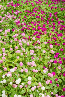 Güzel çiçekler dışında flowerbed