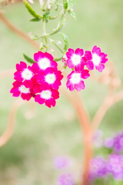 粉红的花在锅在夏天天葵 — 图库照片