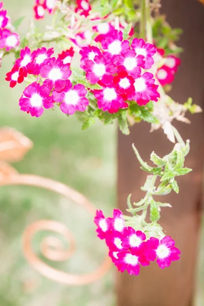 粉红的花在锅在夏天天葵 — 图库照片