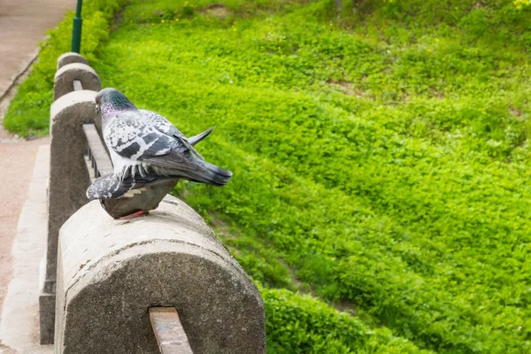 Šedá holuby v parku na jaře — Stock fotografie