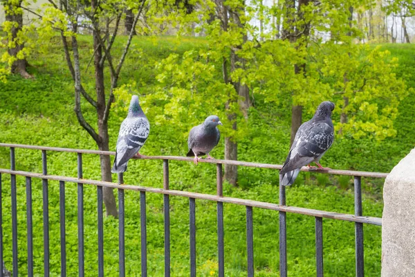 Šedá holuby v parku na jaře — Stock fotografie