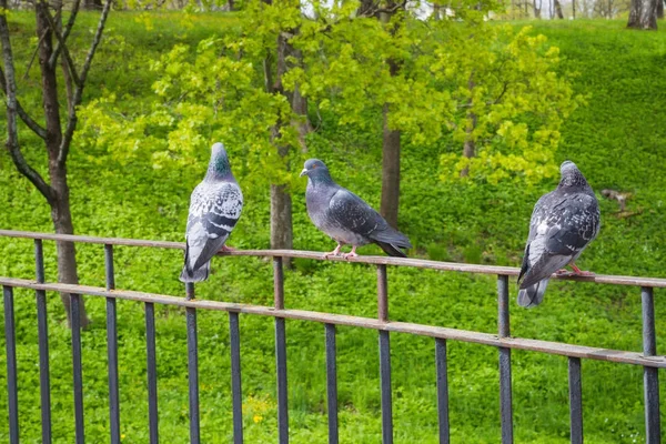 Pombos cinzentos no Parque na primavera — Fotografia de Stock