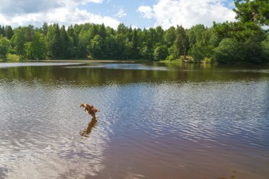 Köpek doğurmak İngiliz Cocker Spaniel Yüzme bir havuzda s