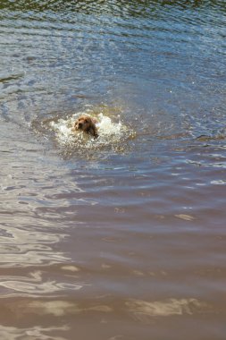 Köpek doğurmak İngiliz Cocker Spaniel Yüzme bir havuzda s