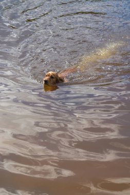 Köpek doğurmak İngiliz Cocker Spaniel Yüzme bir havuzda s