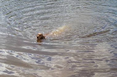 Köpek doğurmak İngiliz Cocker Spaniel Yüzme bir havuzda s