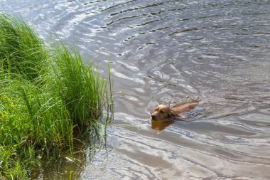 Köpek doğurmak İngiliz Cocker Spaniel Yüzme bir havuzda s