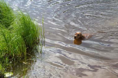 Köpek doğurmak İngiliz Cocker Spaniel Yüzme bir havuzda s