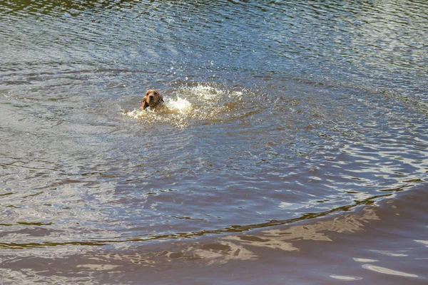 Ο σκύλος φυλή Αγγλικό σπανιέλ κόκερ κολύμβηση σε μια λίμνη στο s — Φωτογραφία Αρχείου