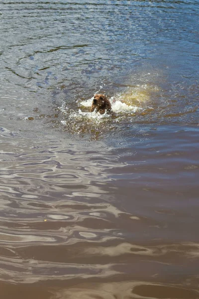 Il cane razza inglese Cocker Spaniel nuotare in uno stagno nel s — Foto Stock