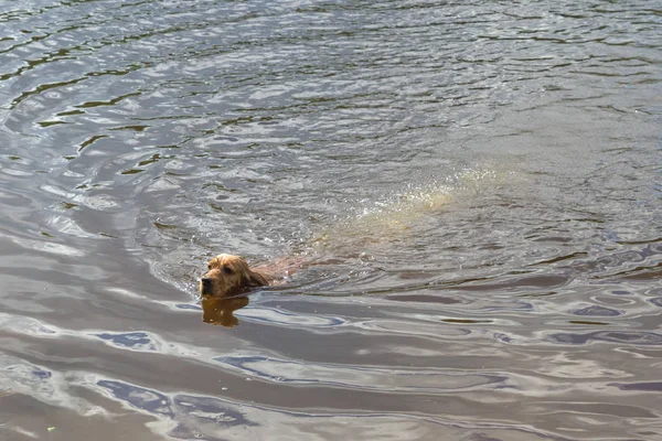 Köpek doğurmak İngiliz Cocker Spaniel Yüzme bir havuzda s — Stok fotoğraf