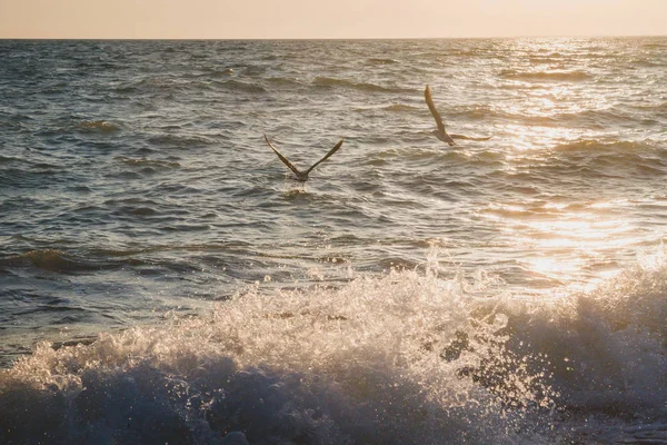 Pôr-do-sol do mar à noite no verão — Fotografia de Stock