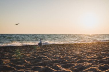 Yaz denizde güzel gün batımı